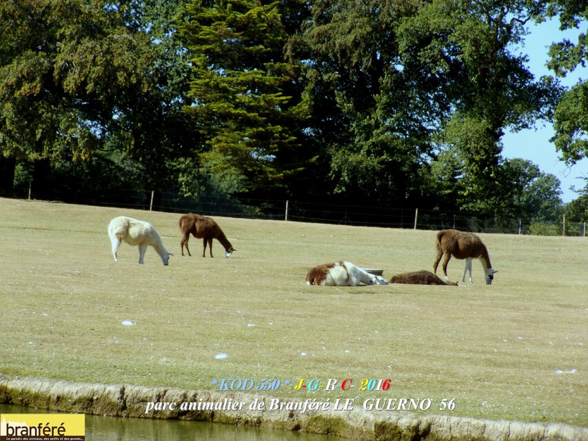 PARC DE BRANFERE  56190  LE  GUERNO   D   10/04/2017