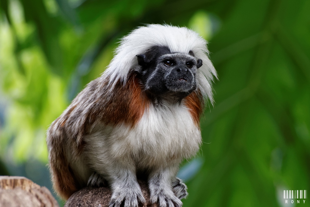 Tamarin : Pinché à crête blanche (Part.1)