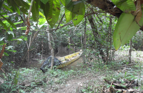 Inventaire des lépidoptères Guyane Mars 2016