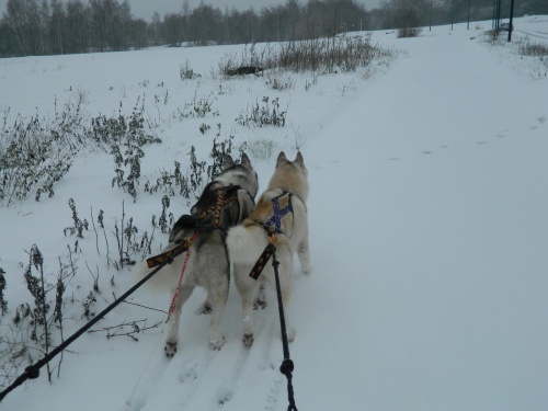 Ganouk et gingko dans la neige