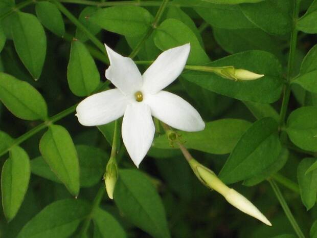 Le Jasmin