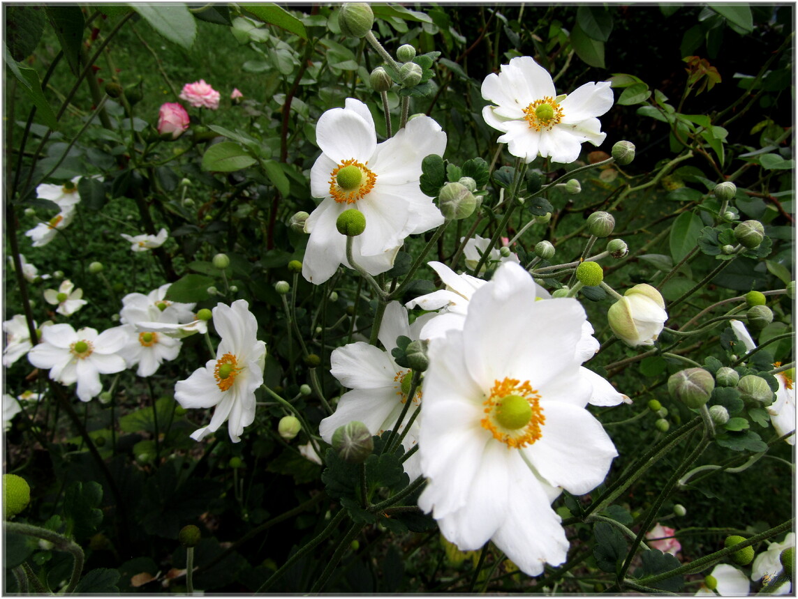 AVANT  LA  NEIGE  QUELQUES  FLEURS 