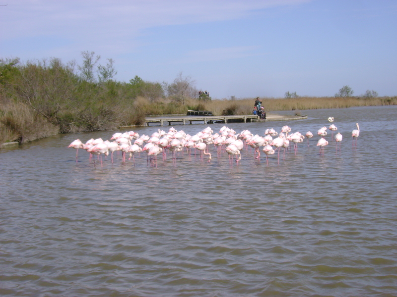 LE PARC ORNITHOLOGIQUE DE PONT DE GAU . SAINTES-MARIE-DE-LA-MER .  Deuxième partie .