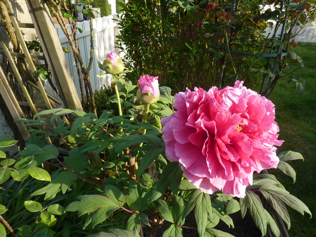 Pivoines arbustives