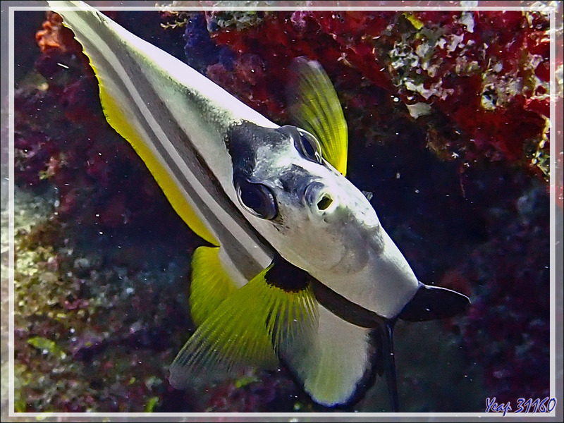 Poisson cocher commun, Pennant coralfish, Longfin bannerfish, Reef bannerfish (Heniochus acuminatus) - Petit Castor - Nosy Tsarabanjina - Nosy Mitsio - Madagascar