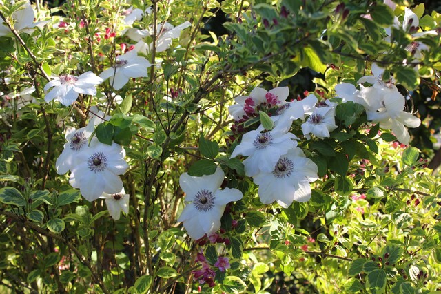 Sente aux roses : le weigelia  'Magical Rainbow' cov kolmagira et la clématite 'Miss Bateman'