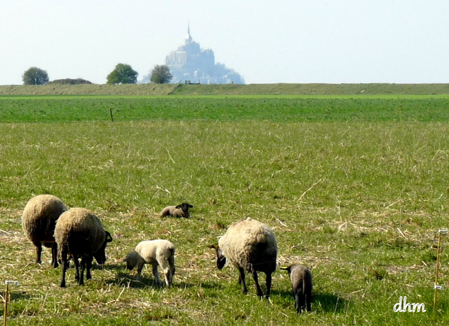 Moutons du "pré salé " Mt St Michel