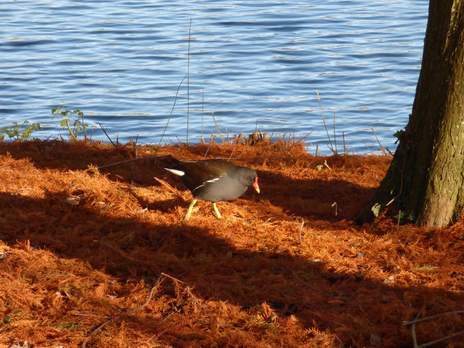 Notre parc dans ses habits d'hiver