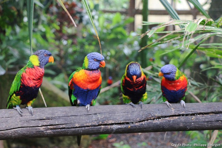 Le jardin botanique de Deshaie, à Basse-Terre, en Guadeloupe