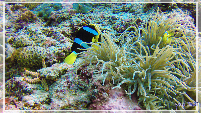 Poisson-clown de Clark, Yellowtail clownfish ou Clark's anemonefish (Amphiprion clarkii) - Moofushi Kandu - Atoll d'Ari - Maldives