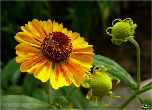 Helenium