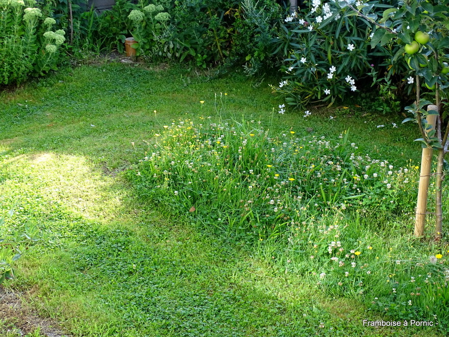 Fleurs dans le jardin 