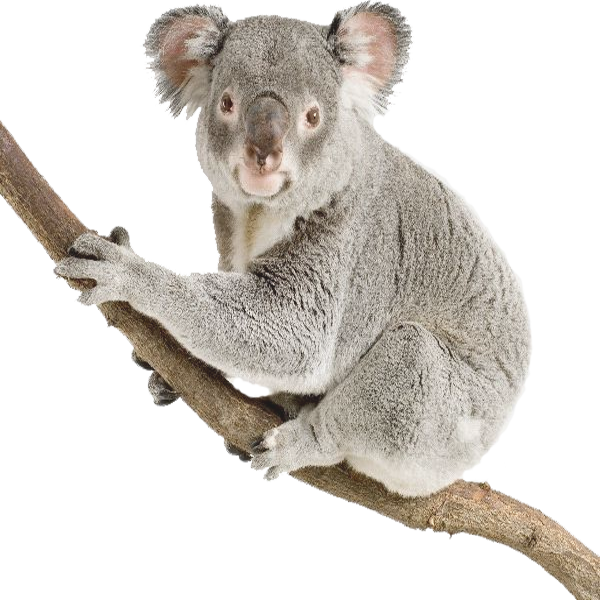 Tube Koala