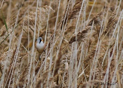 Ma première photo au 7D avec mon 300mm : une Panure à moustaches!