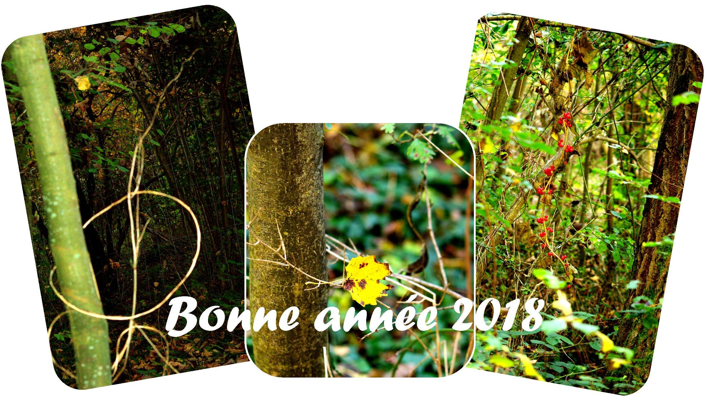 Bonne et heureuse année 2018 dans Ce blog - son auteur voeux-2018