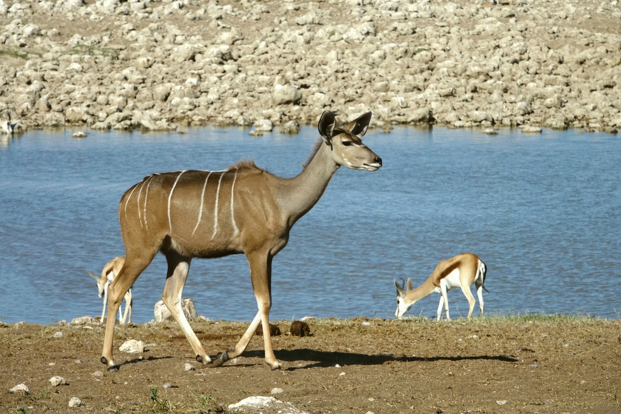 Namibie, carnet de voyage #7 Le parc national d'Etosha