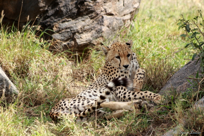 Le guépard du Sérengeti