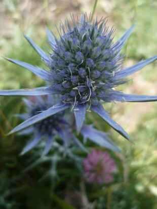 Fleurs bleues