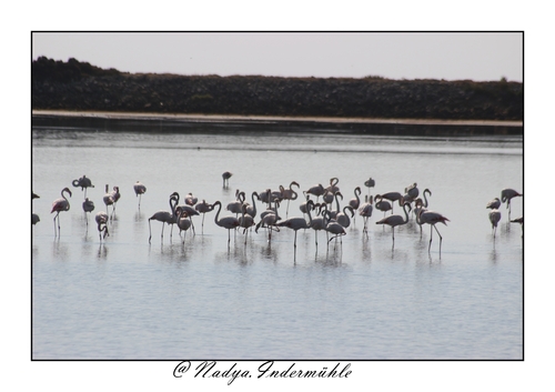 Flamant rose à Gruissan 