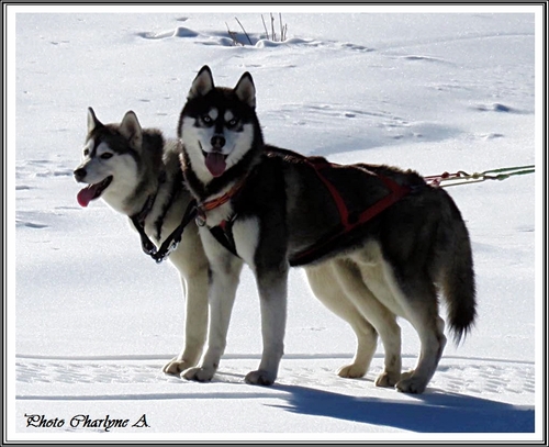 Huskys à la neige (20 décembre 2017)