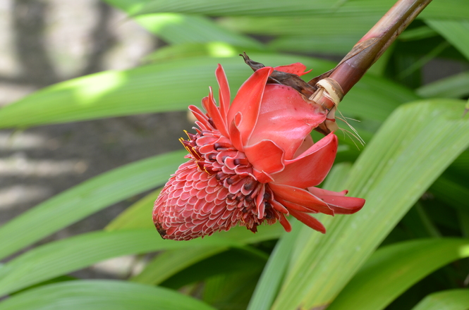 MARTINIQUE AOUT 2017 FLEURS ET FRUITS