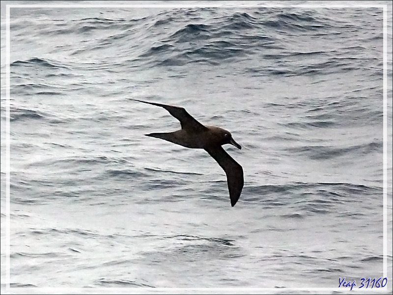 Albatros brun, Sooty Albatross (Phoebetria fusca) -  40èmes rugissants - Atlantique Sud