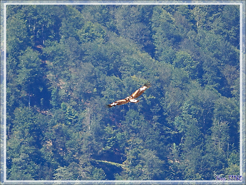 Aigle royal, Golden Eagle (Aquila chrysaetos) vu du  Mail de l'Aigle - Artigue - 31