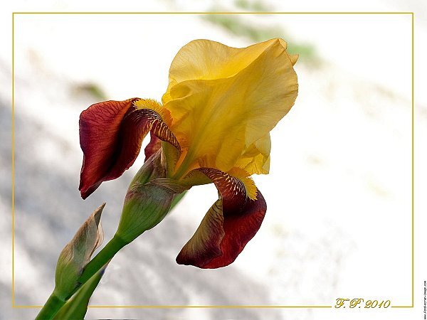 galerie-membre-fleur-ipomee-iris-jaune-et-marron-dsc01968.jpg