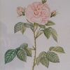 Rose blanche royale