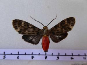 Euceron