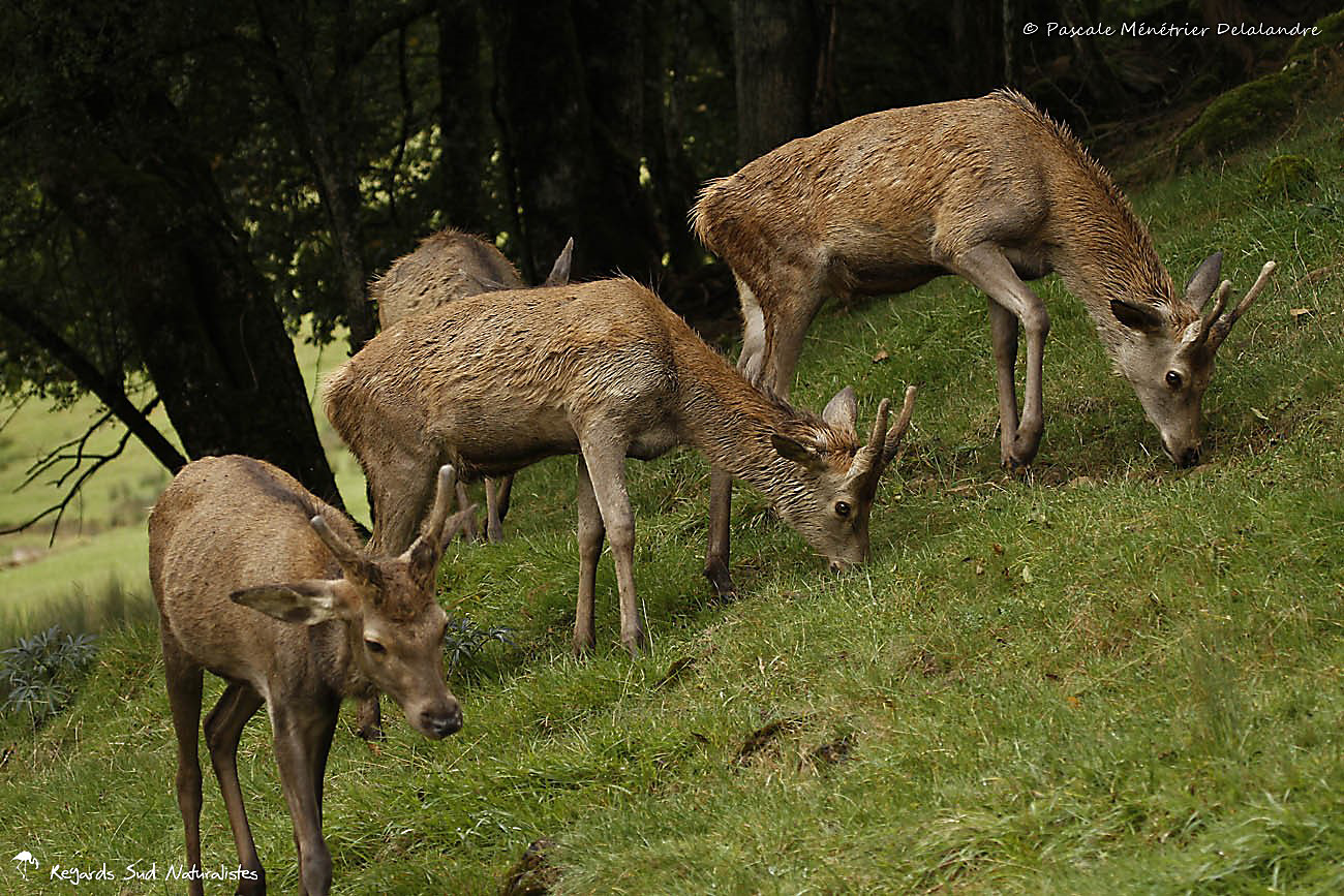rencontre naturaliste midi pyrénées