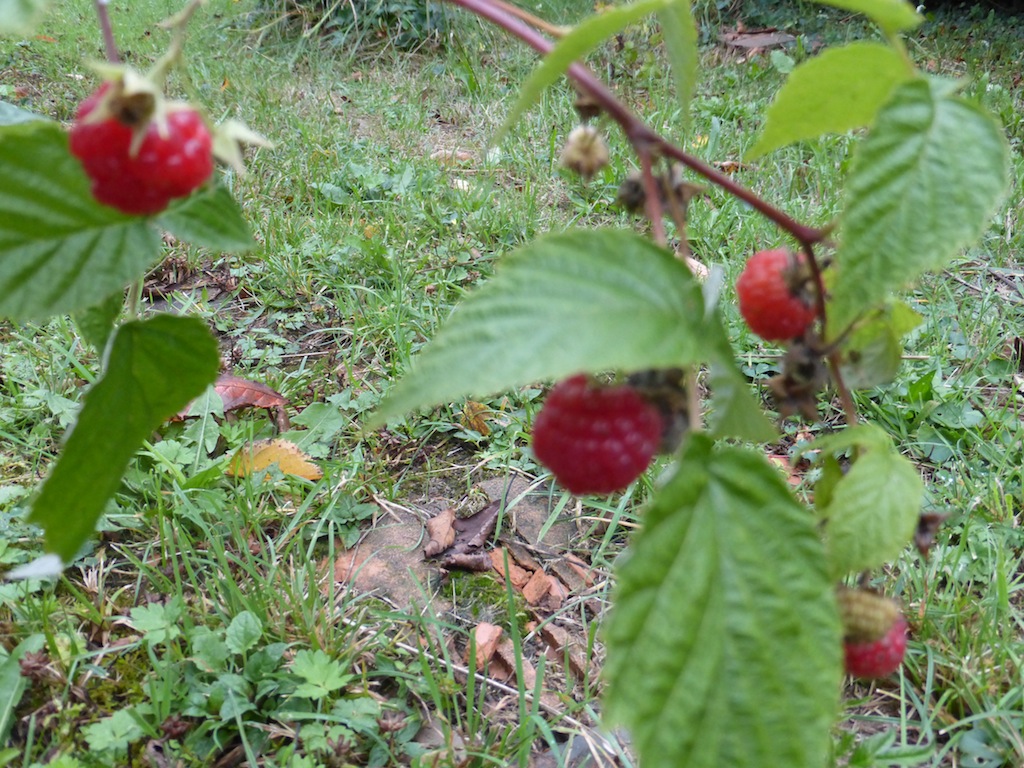 LONGUE PAUSE  dans mon jardin d'automne.