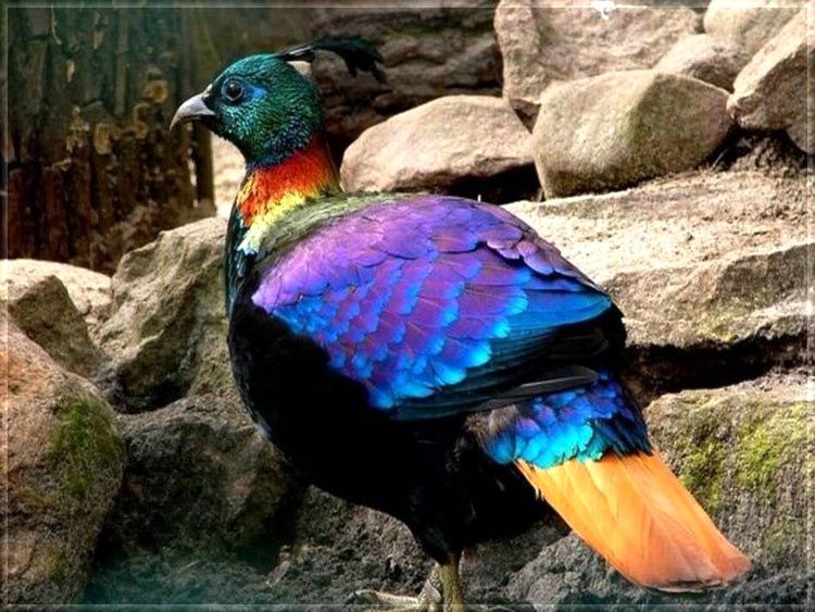 Oiseau national du Népal