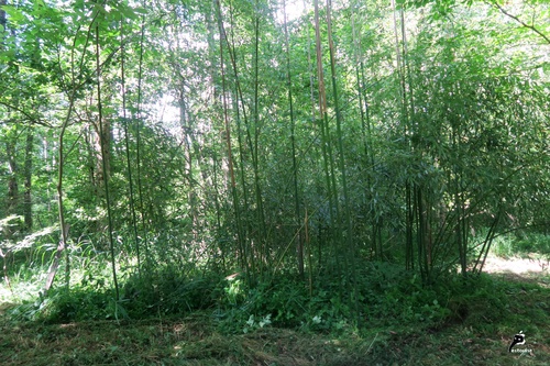 Bambouseraie sauvage 