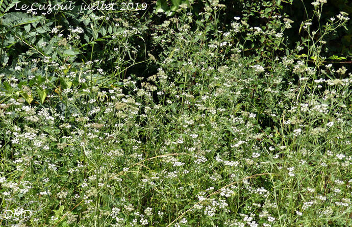 Torilis arvensis  -  torilis des champs