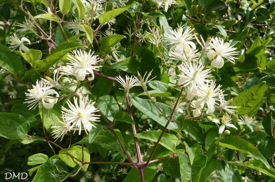 Clematis vitalba  -  clématite des haies