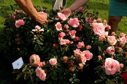 Concours International de Roses Nouvelles du Roeulx - Jugement de juin
