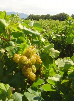                                     ** LES VIGNOBLES DE PROVENCE **