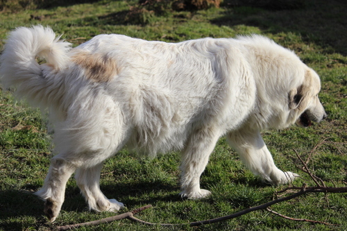 Les bébés D'Hawaï des Patous de la Renne et d'Arielle's Grizzly Pyrtection sont nés le 8 mars 2015