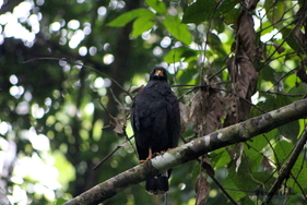 Costa Rica, les oiseaux