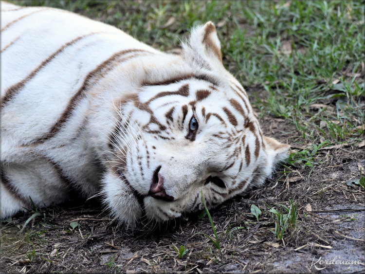 Photo de Tigre blanc - Zoo d'Arcachon