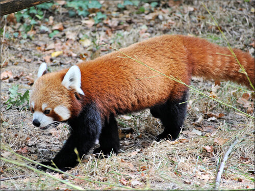 Photos Panda roux - Natur'Zoo de Mervent