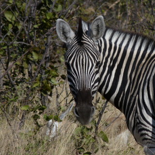 7 ans à Etosha: le grand tralala!