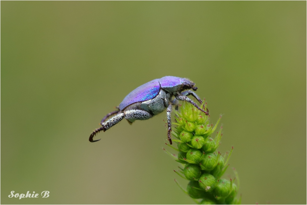 L'aérobic de l'hoplie bleue .