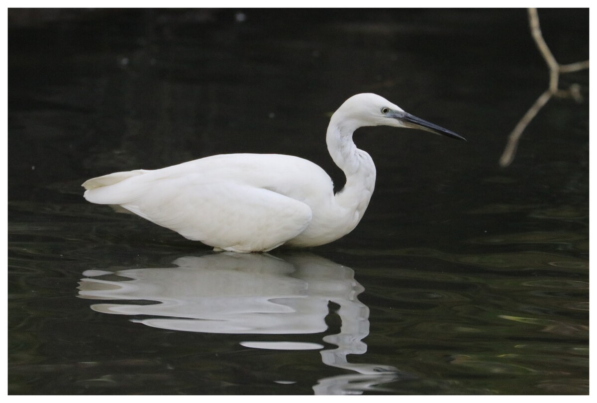 Aigrette garzette (bec noir)