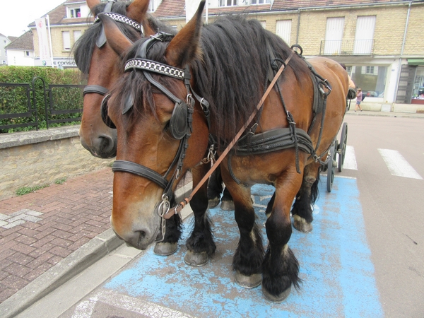 Les promenades en calèche de François Desliens ont animé l'été Châtillonnais !