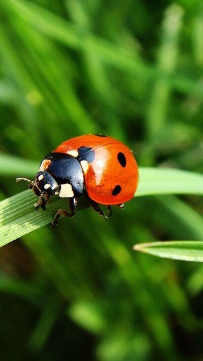 Coccinelles