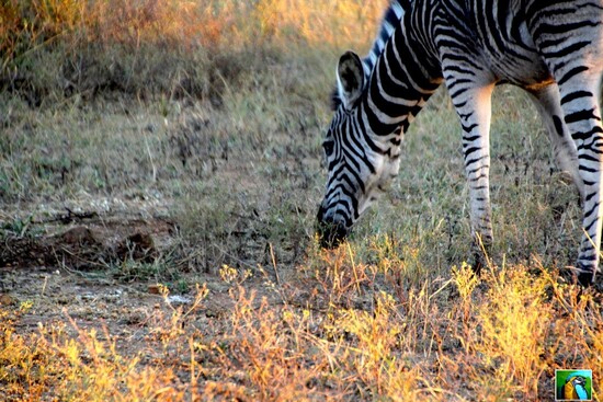 AFRIQUE du SUD : juin 2018 :  3ème safari