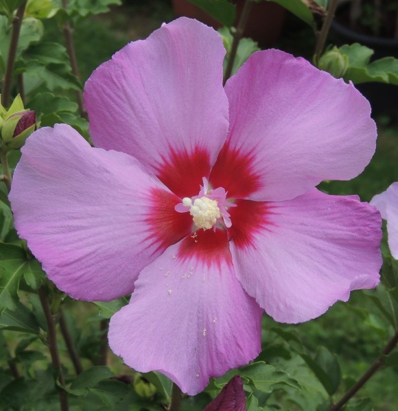 Hibiscus-syriacus-rouge.jpg