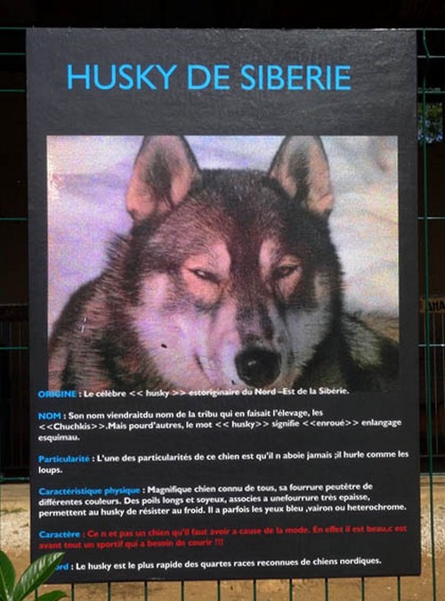 L'Association" Esprit des loups Polaire" a reçu les peintres des Amis du Châtillonnais